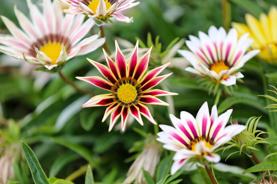 Türkiye'de daha büyüğü yok! Selçuklu Çiçek Bahçesi yeniden kapılarını açtı 13